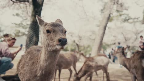 Manada-De-Ciervos-Sika-En-El-Parque-De-Nara,-Japón.