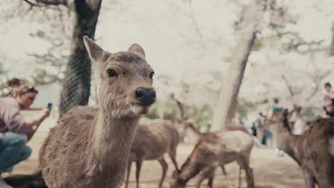 Herde-Sikahirsche-Im-Park-In-Nara,-Japan