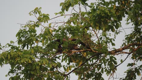 Mono-Aullador-De-Manto-En-Las-Copas-De-Los-árboles-De-La-Selva-Tropical-En-Costa-Rica,-Centroamérica
