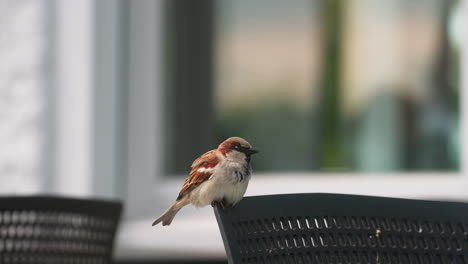 Spatz-Auf-Einem-Stuhl-In-Einem-öffentlichen-Café