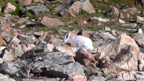 Arctic-Hare-Rabbit-on-Rocks-in-Landscape-of-Greenland,-Denmark