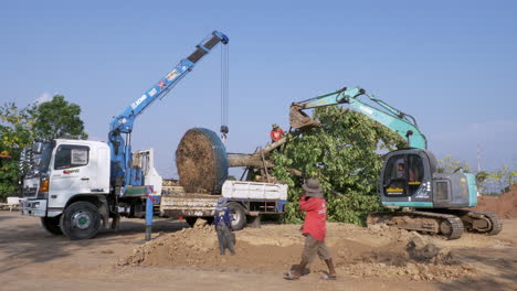 Paisajistas-Y-Jardineros-Trabajando-Juntos-Para-Replantar-Un-árbol-Adulto-Usando-Dos-Equipos-Pesados,-Una-Grúa-Y-Una-Retroexcavadora-Para-Colocarlo-En-Su-Lugar