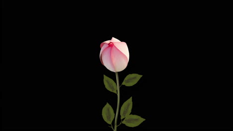 Blume-Rose-Blüte-Schleife-öffnen-Und-Schließen-In-4k-Auflösung