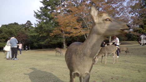 Inquisitive-and-curious-deer-walking-around-park-with-people-and-other-deer-in-the-background