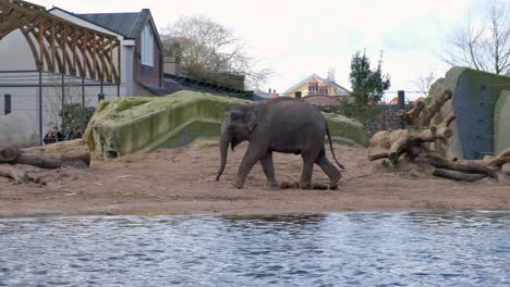 Young-Asian-elephant-walking-next-to-waters-edge-in-ARTIS-zoo,-panning-left