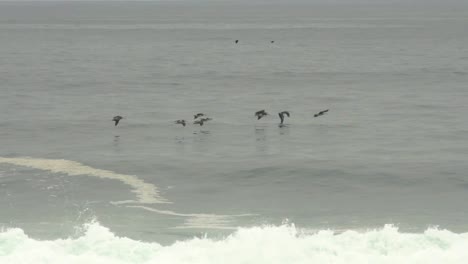 Pelican-flock-flying-near-a-crowd-of