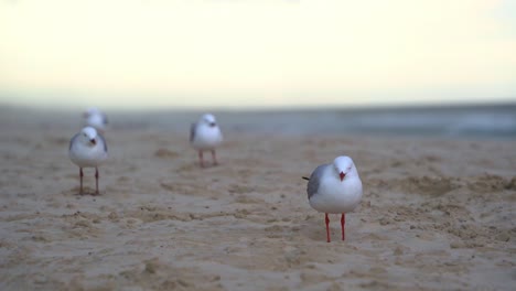 The-Australian-Silver-Gull-perches-on-the-golden-sandy-beach,-bracing-against-the-strong-winds-that-sweep-through-the-coastal-environment