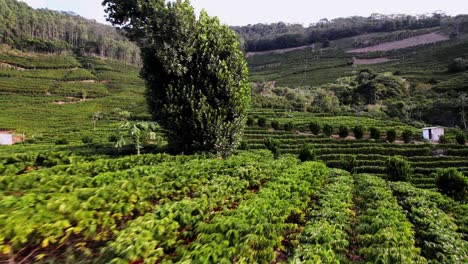 Coffee-bean-plantation,-Brazilian-economy,-Amazonian-industries,-aerial