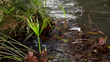 Close-Up-of-Flowing-Water,-Waikomo-Stream-in-Kauai