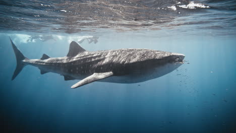 Agua-Azul-Brillante-Y-Luz-Danzan-Sobre-El-Tiburón-Ballena-En-Cámara-Lenta