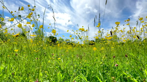 Una-Brisa-Fresca-Que-Sopla-Las-Bonitas-Flores-Silvestres-Amarillas-Del-Ranúnculo-Que-Crecen-En-Un-Prado-Junto-Con-Dientes-De-León-Gigantes-Y-Pastos-Altos-En-Un-Día-Soleado-De-Verano,-Worcestershire,-Inglaterra