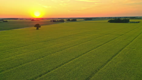 Hermosa-Puesta-De-Sol-Amanecer-Aéreo-Amarillo-Paisaje-Naturaleza-Campo-Drone-Video