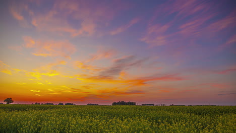 Golden-sunset-time-lapse-over-a-rapeseed-or-canola-oil-seed-farmer's-field