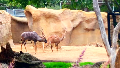 Cámara-Lenta---Gacela-De-Speke-Sana-En-El-Zoológico-De-San-Diego