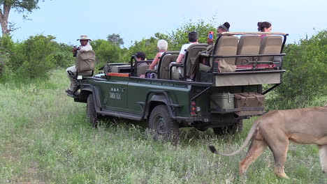 Männlicher-Löwe-Läuft-Hinter-Safarifahrzeug-Her,-Während-Touristen-Sich-Umdrehen,-Um-Zuzusehen