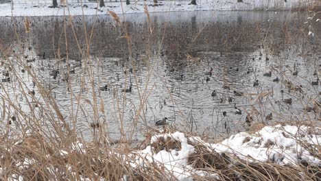 Beeindruckender-Anblick-In-Zeitlupe-Einer-Großen-Entenherde-Auf-Dem-See-Im-Winter