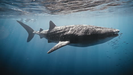 Front-side-view-of-Whale-shark-swimming-with-school-of-fish-at-mouth-along-surface,-slow-motion