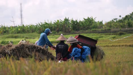 Trabajadores-Del-Campo-De-Arroz-Balinés_cosecha-Del-Campo-De-Arroz-Balinés_procesamiento_corte-De-Arroz