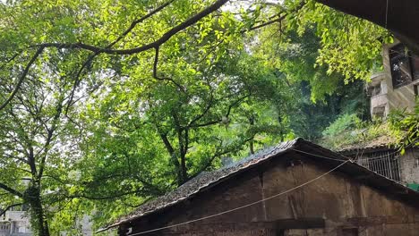 The-birds-chirping-and-the-fragrance-of-flowers-in-the-ancient-village-in-early-summer