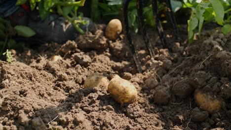 Fresh-falling-potatoes-to-the-ground-in-farmers-farm-filmed-with-Panasonic-GH5-with-sigma-art-35mm-lens