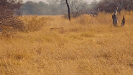 Cheetah-walking-free-in-wild.-Botswana.-Pan-left