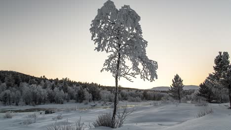 Einsamer-Gefrorener-Baum-Mit-Fließendem-Fluss-Im-Hintergrund-Zeitraffer-Schieberegler