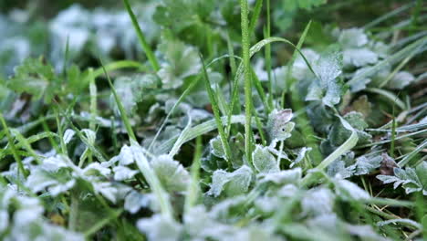 Dolly-shot-moving-over-a-crisp-morning-frost-on-the-ground-with-grass-and-leaves-of-clover