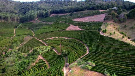 Vista-Aérea,-Paisaje-Rural-De-Tierras-De-Cultivo,-Ubicación-De-Plantaciones-De-Café