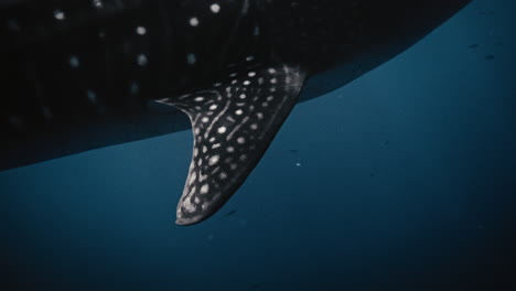 Extreme-detailed-closeup-of-white-spots-and-grey-dark-body-of-whale-shark-in-slow-motion-with-light-shining-across-fin