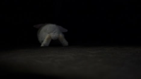Un-Pequeño-Y-Esponjoso-Conejo-Mini-Lop-Saltando,-Fondo-Oscuro