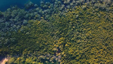 Mangroven-Am-Meer,-Luftaufnahme-Einer-Rotierenden-Drohne