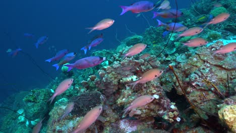 On-a-healthy-Caribbean-reef,-purple-creole-wrasse-and-silver-chromis-stream-past-the-camera