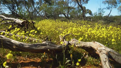 Yellow-native-everlasting-flowers-swaying-amongst-fallen-dead-trees,-Western-Australia