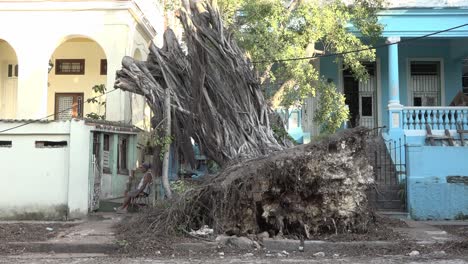 An-old-man-sitting-under-the-fallen-tree,-few-days-after-cyclone-Irma-hit-Havana,-Cuba