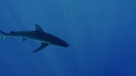 Ein-Schwarzspitzen-Riffhai-Schwimmt-Langsam-An-Der-Kamera-Vorbei