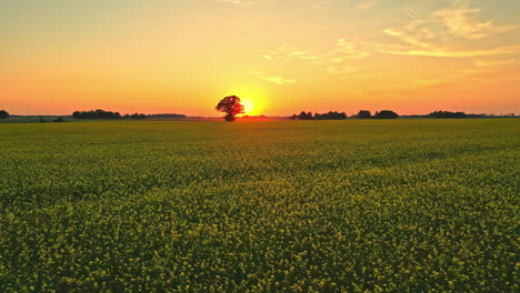 Glowing-vivid-sunset-over-rapeseed-field,-aerial-drone-view