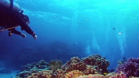 Ein-Taucher,-Der-über-Einem-Farbenfrohen-Korallenriff-Schwimmt