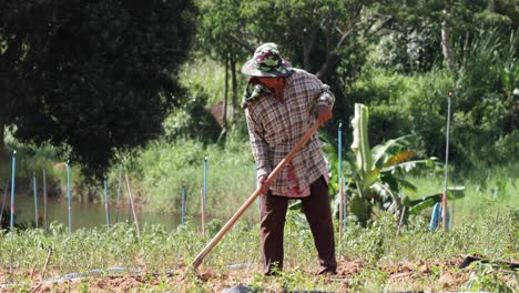 4K-Female-Farmer-Turning-and-Digging-Soil-with-a-hoe-in-her-farmland-in-Tropical-Thailand-on-a-hot-sunny-day