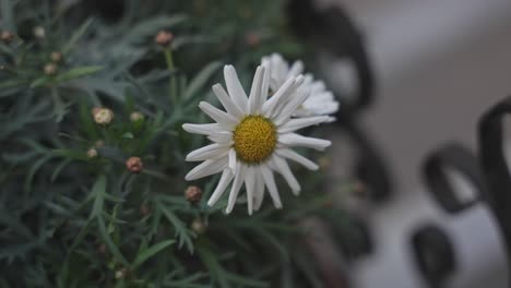 Bunte-Blumen-Im-Kirchengarten