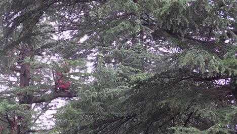 Monk-pruning-tree-branches