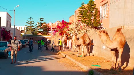Shocking-images-of-animal-abuse-and-specifically-of-dromedaries-by-their-keepers-in-order-to-take-them-to-a-closed-area-for-sale