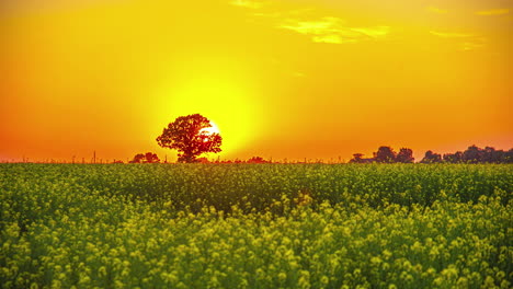 Puesta-De-Sol-Brillante-Sobre-Un-Campo-Floreciente-De-Semillas-De-Colza-O-Aceite-De-Canola---Lapso-De-Tiempo