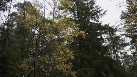 Bunte-Birken-Und-Kiefern-In-Einem-Herbstlichen-Wald