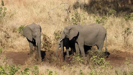 Elefantes-Africanos-Bebiendo-Agua,-Parque-Nacional-Kruger,-Sudáfrica