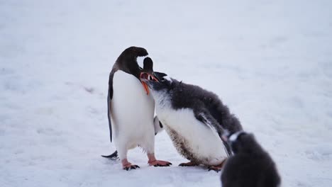 Pingüino-Bebé-Y-Madre-Alimentándose-En-La-Antártida,-Jóvenes-Pingüinos-Hambrientos-Polluelo-Con-Madre-Regurgitando-Comida-Para-Alimentarlo,-Vida-Silvestre-Y-Animales-Bebés-En-La-Península-Antártica-En-La-Nieve-Invernal