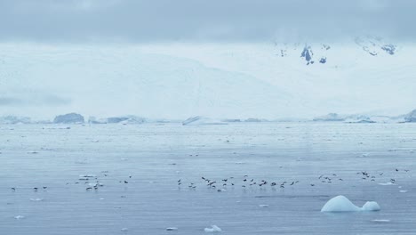 Seabirds-Flying-in-Winter-Scenery,-Birds-in-Flight-with-Ocean-and-Antarctica-Coast-Landscape,-Antarctica-Peninsula-Coastal-Sea-View-with-Wildlife-and-an-Abundance-of-a-Large-Flock-of-Birds-Flying