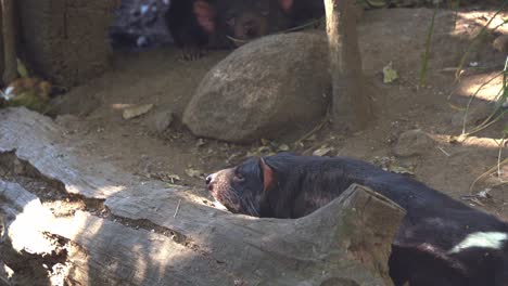 A-Tasmanian-devil-spotted-lying-flat-on-the-stomach-and-resting-on-the-forest-ground,-close-up-shot-of-an-Australian-native-wildlife-species