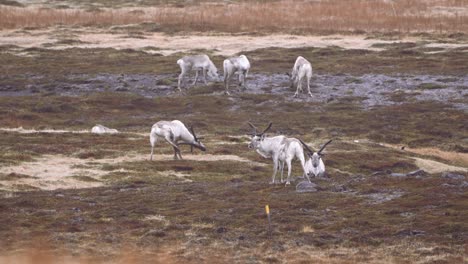 Una-Manada-De-Renos-Pastando-En-El-Pintoresco-Paisaje-De-Islandia