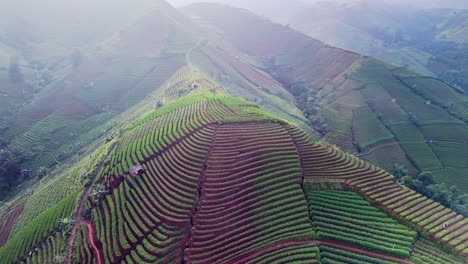 Dueño-De-La-Plantación