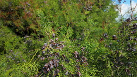 A-close-up-of-green-foliage-with-small,-round-fruits-at-the-Tombs-of-the-Kings-in-Pafos